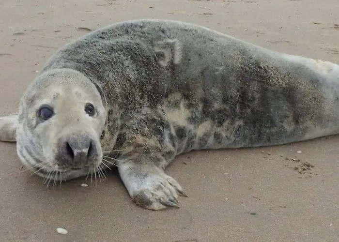 Pollux Bij Vuurtoren En Casa vacanze