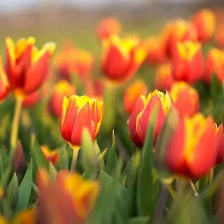 Pollux Bij Vuurtoren En * Noordwijk
