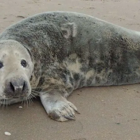 Pollux Bij Vuurtoren En Tatil Evi