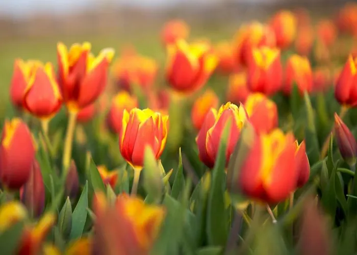 Pollux Bij Vuurtoren En * Noordwijk